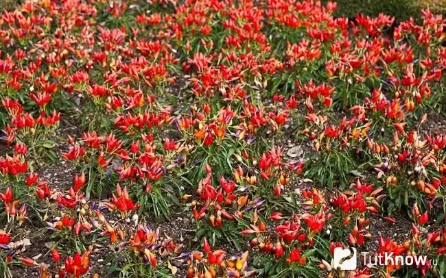 Ljuta paprika raste na svjetlu