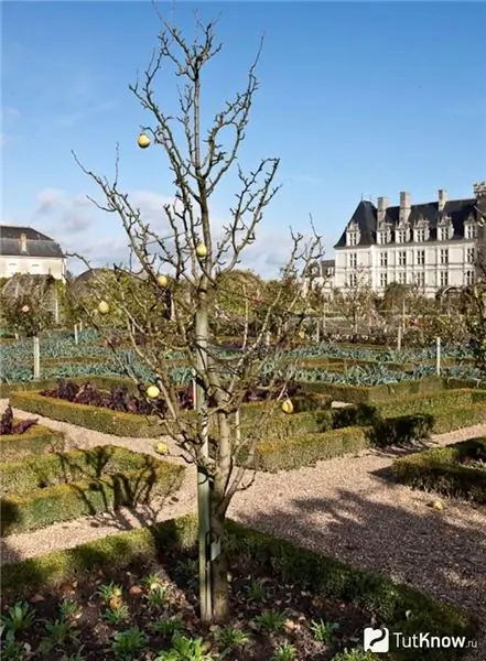 Bomen in de Franse tuin