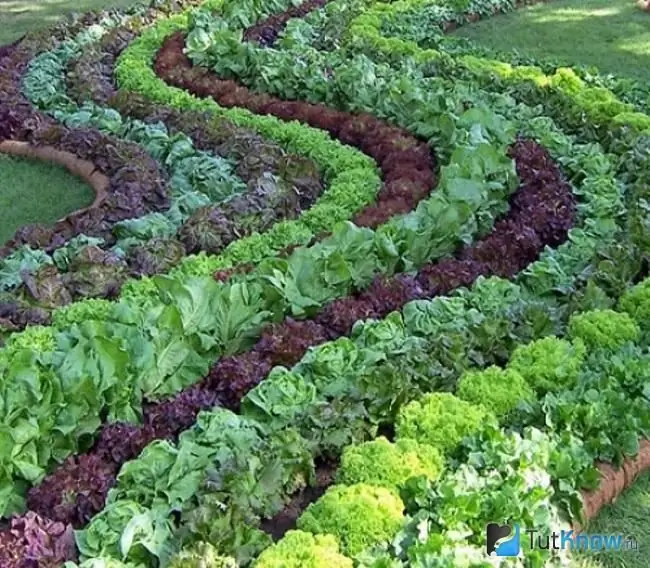 Potager à la française