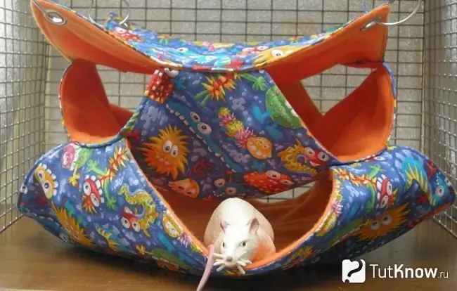 Rat in a hammock