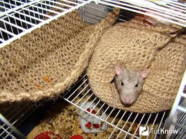 Rat in a burlap hammock