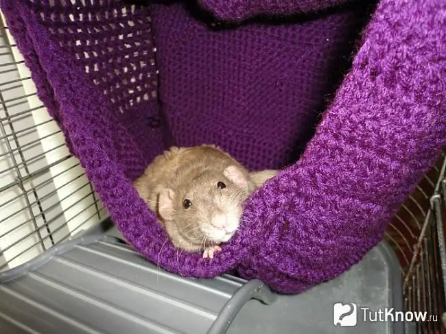 Hammock for rats in their hands