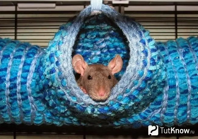 Tempat tidur gantung untuk tikus di tangan mereka