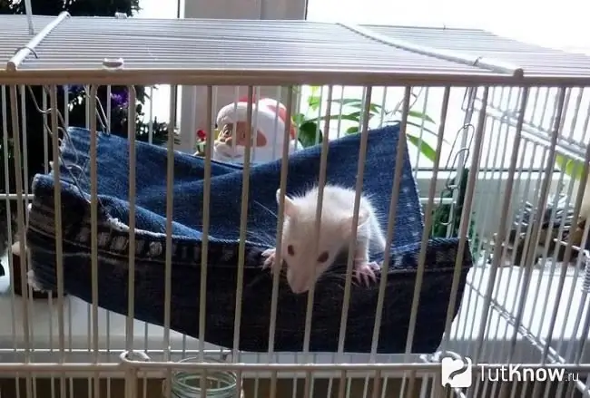 Jeans rat hammock