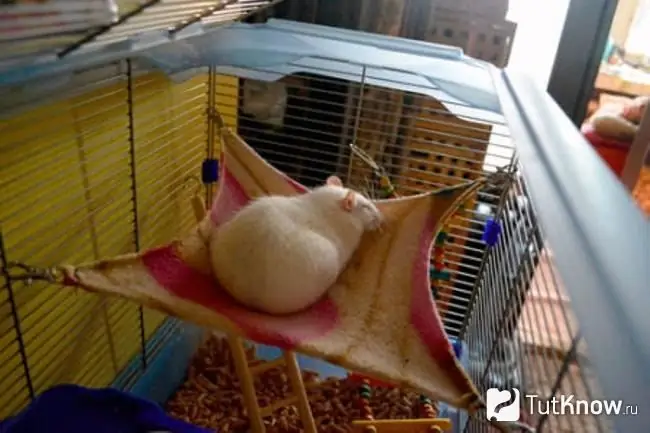 Tikus di tempat tidur gantung