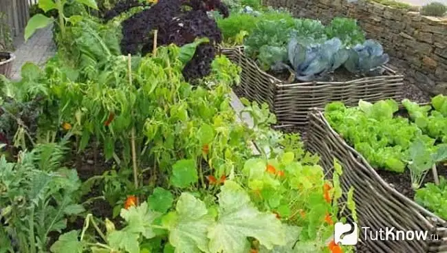 Jardin d'ornement aux formes géométriques strictes