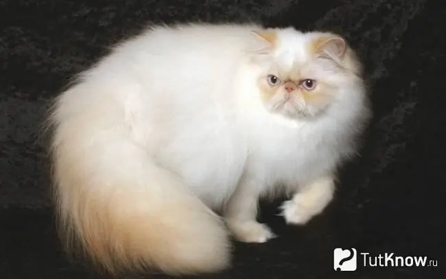 The appearance of the Himalayan cat