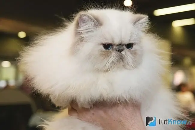 Himalayan cat in arms