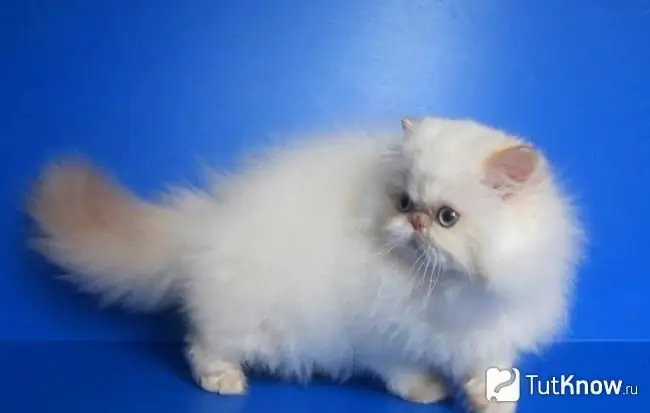 Himalayan cat kitten