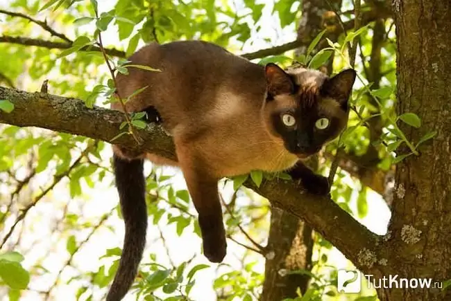 Gato siamés en un árbol