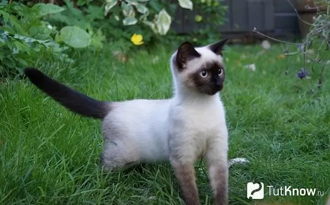 Siamkatze für einen Spaziergang