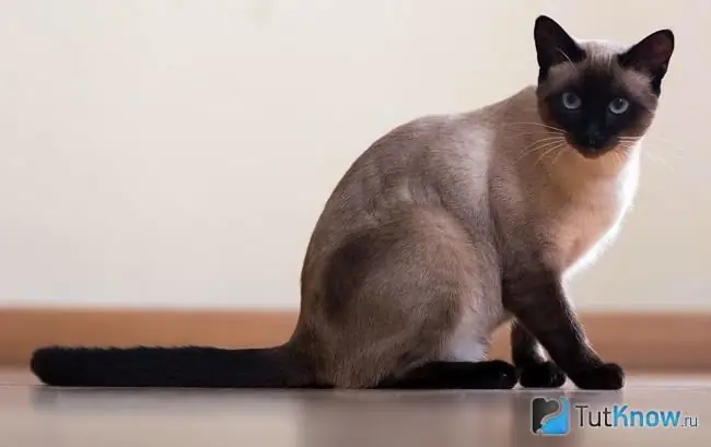 Foto de un gato siamés