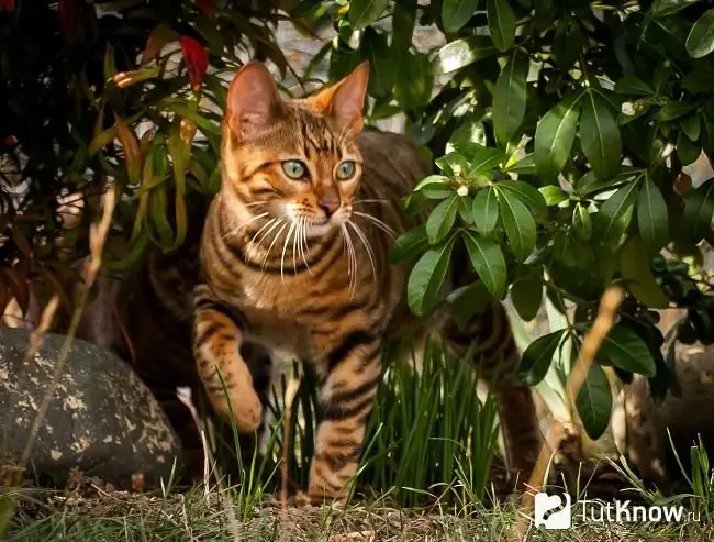 Toyger on a walk