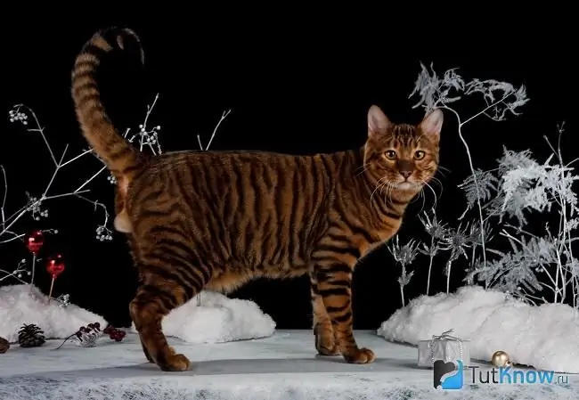 Toyger megjelenése