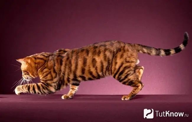 Toyger spiller