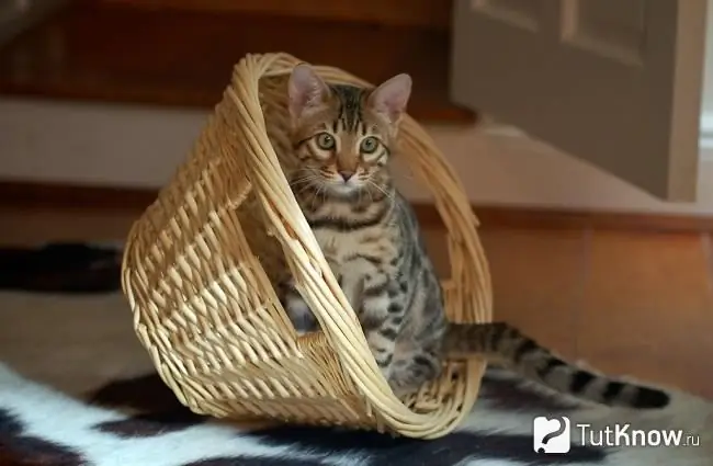 Ảnh Toyger