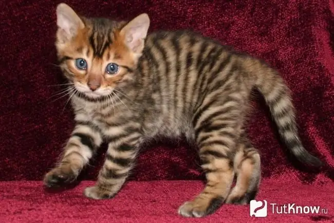 Toyger cica