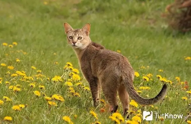 Chausie für einen Spaziergang