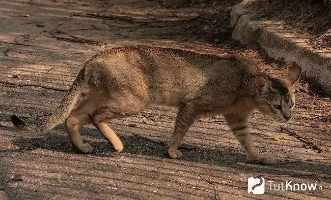 Chausie välimus