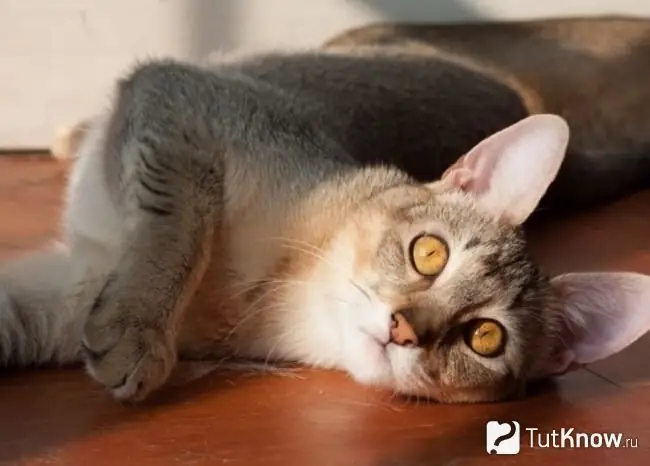 Chausie speel