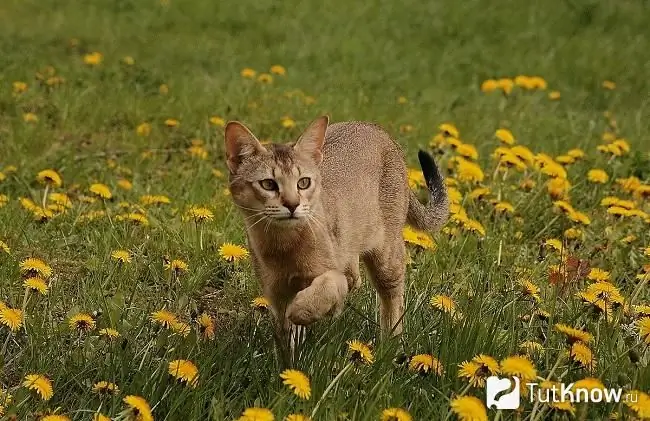 Fotografie chausie