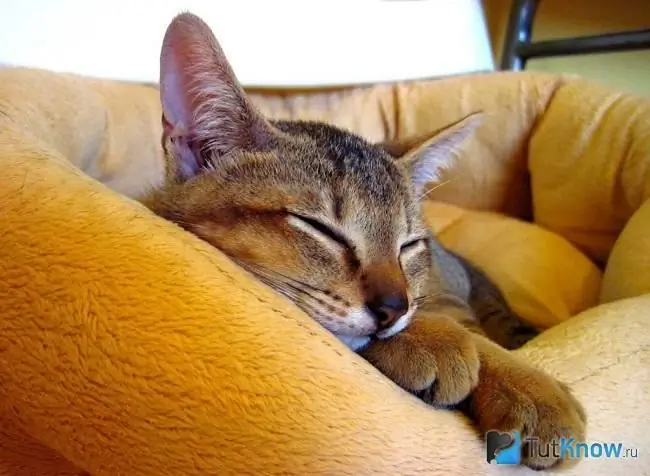 Chausie sedang tidur