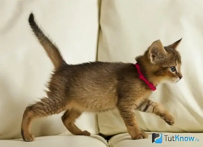 Chausie kitten