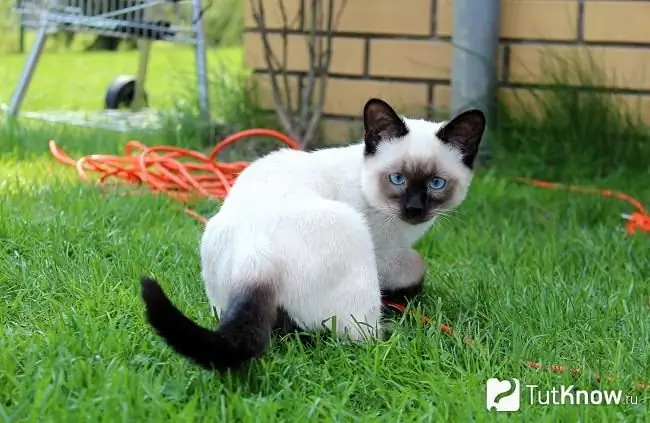 Thailändsk katt för en promenad