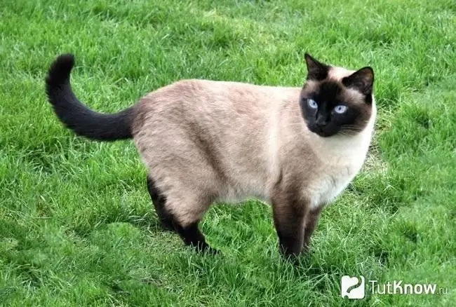 Ang hitsura ng isang pusa na Thai