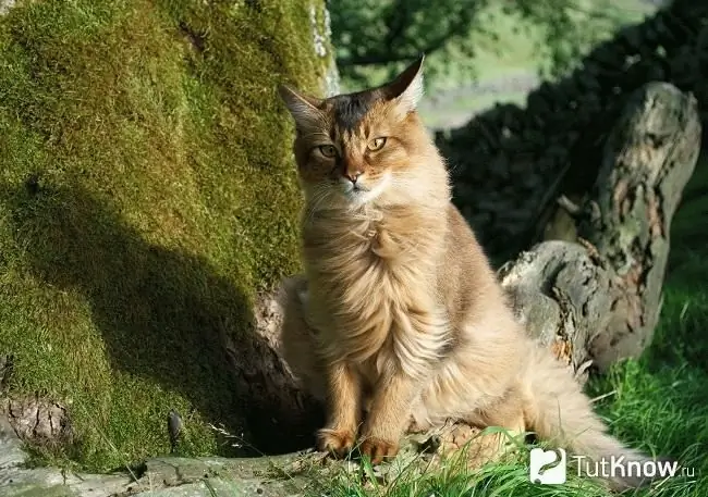 Somali cat sitting