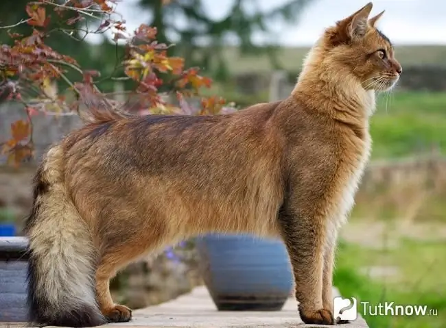 The appearance of a Somali cat