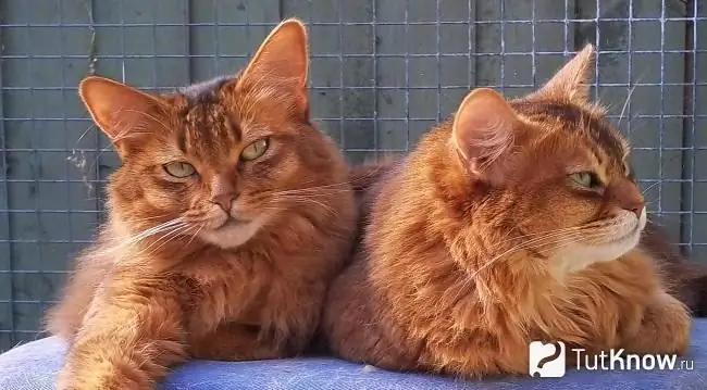 Dos gatos somalíes