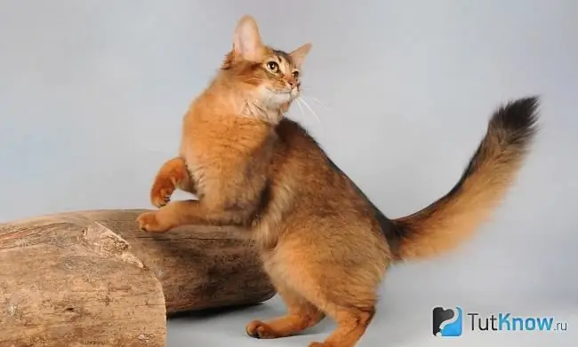 Somali cat photo