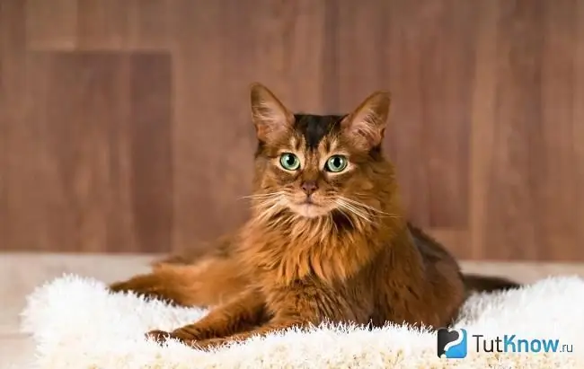 Somali cat lies