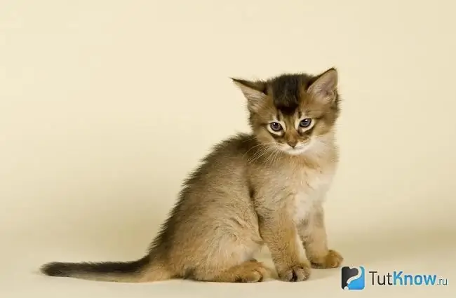 Somali cat kitten