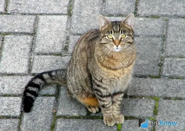 Celtic cat sitting