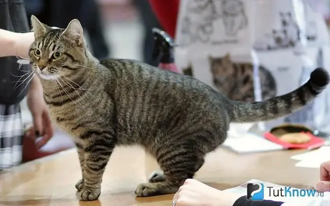 Apariencia de gato celta