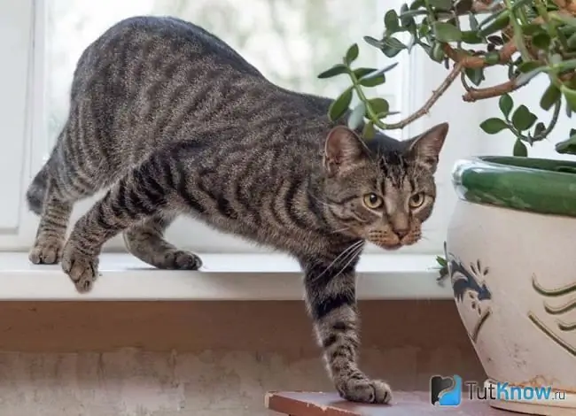 Foto de un gato celta