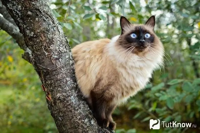 Gato balinés en un árbol