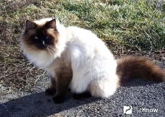 Gato balinés sentado