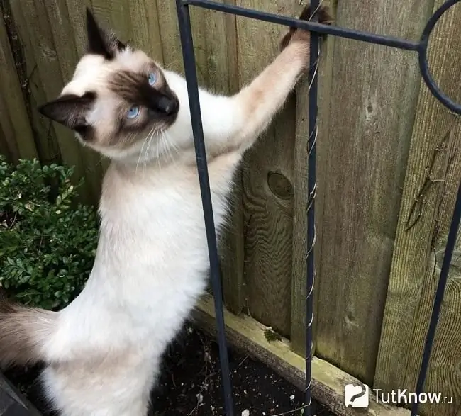 Stands de chat balinais