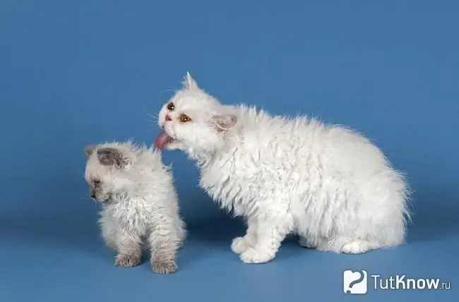 Selkirk Rex kat en kitten