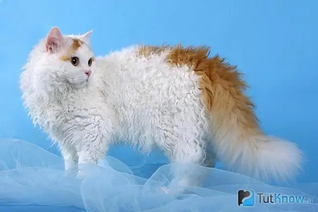 Penampilan Selkirk Rex