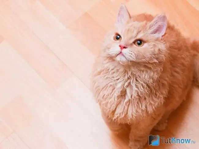 Foto selkirk rex