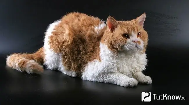 Ngjyra Selkirk Rex