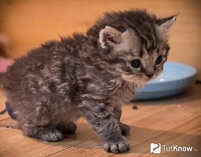 Chaton Selkirk Rex