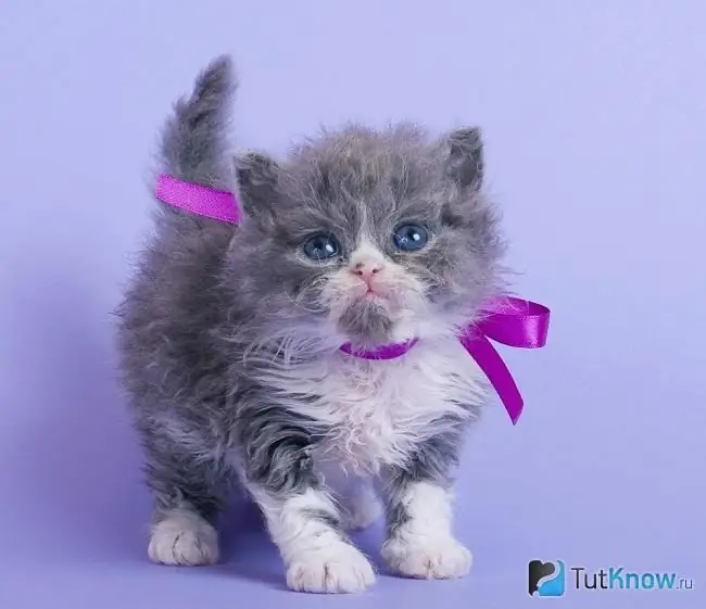 Petit chaton Selkirk Rex