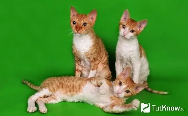 Tres gatitos del Ural Rex