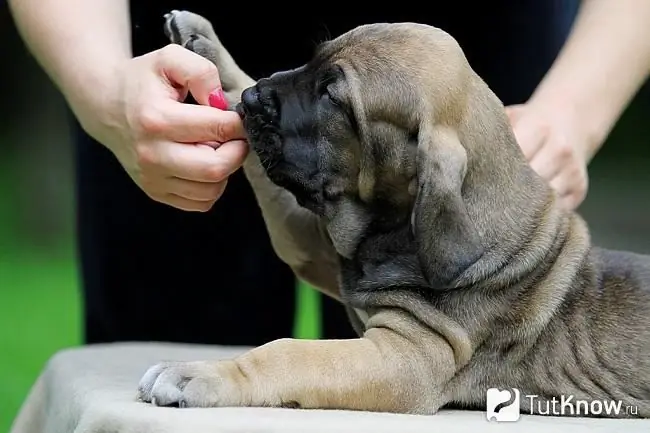 Fila brasileiro training