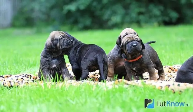 Fila brasileiro күшігі